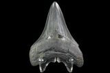 Serrated, Fossil Megalodon Tooth #90781-2